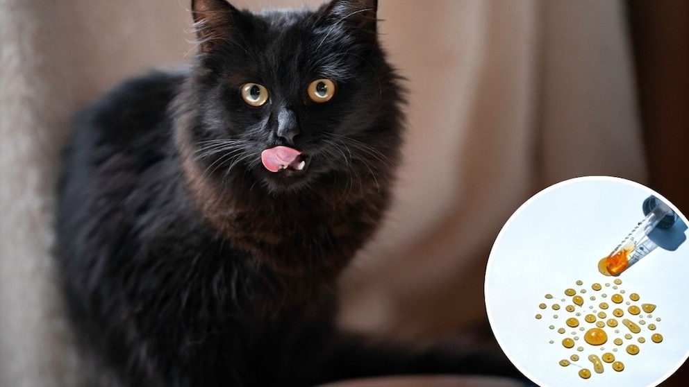 A cat licks its nose, accompanied by a close-up image of salmon oil from a pipette.