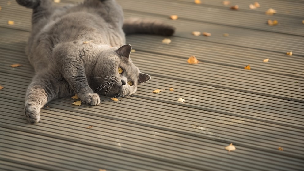 Cat Rolls Across the Floor