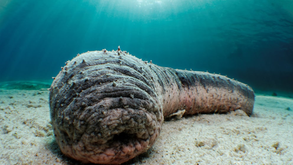 Sea Cucumbers: 12 Facts