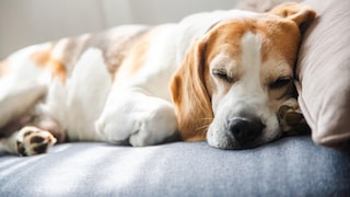 Dog lies down, bending its paw backward