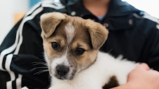 Dog in a person's arms