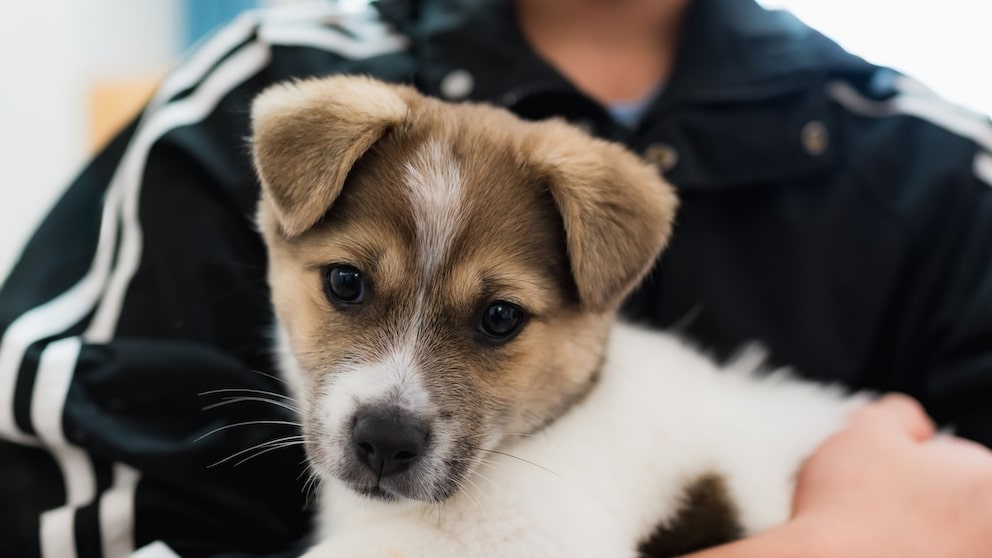 Dog in a person's arms