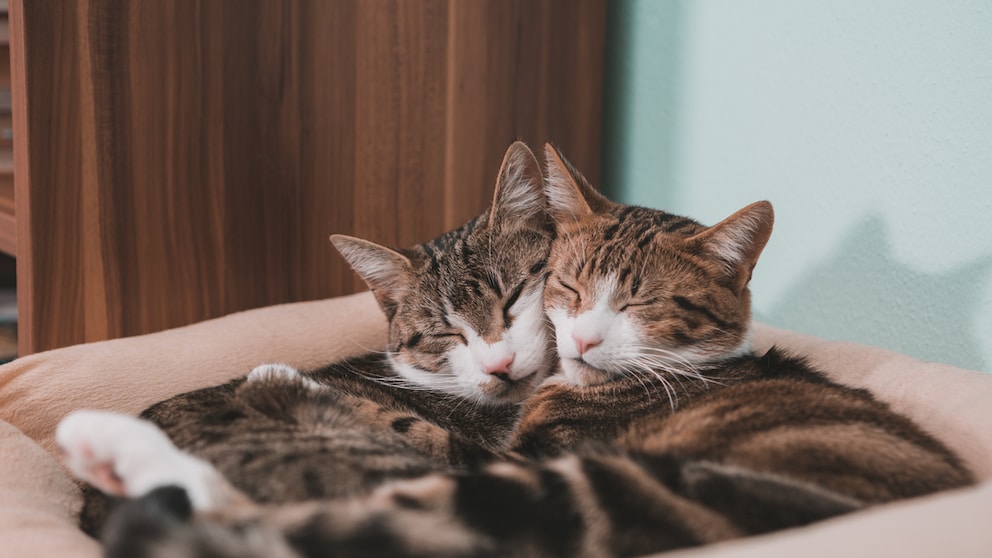 Is your cat an outdoor cat or an indoor cat?