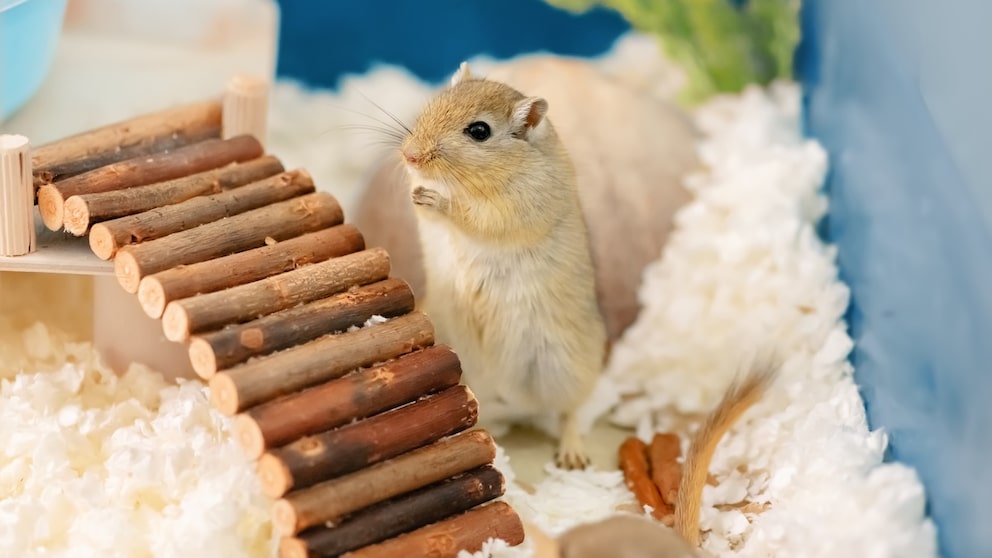 A Mouse in an Enclosure