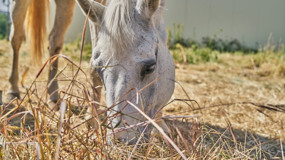 A horse eats hay.