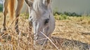 A horse eats hay.