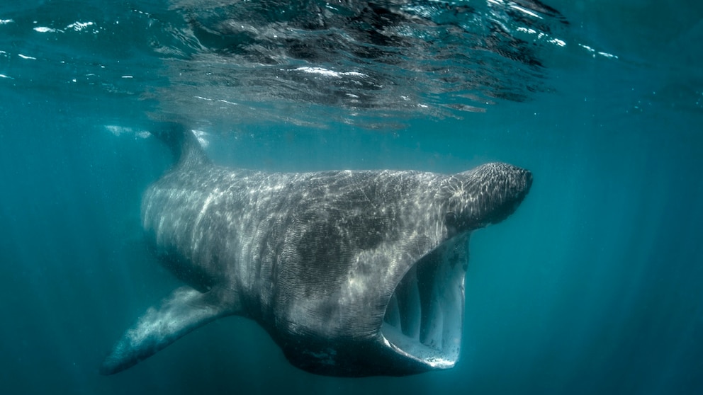 Giant Shark Mouth Open