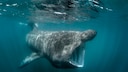 Giant Shark Mouth Open