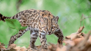 The newly discovered wildcat species, Tilcayo