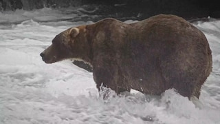 "Backpack" Named Fattest Bear in Alaska