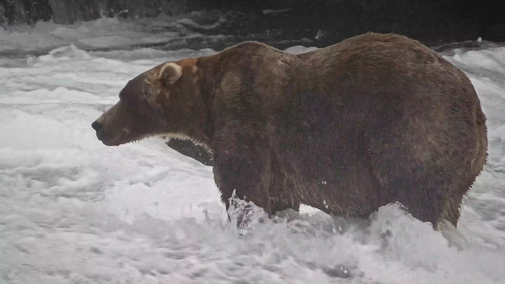 "Backpack" Named Fattest Bear in Alaska