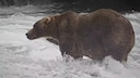 "Backpack" Named Fattest Bear in Alaska