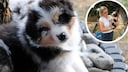 Will Australian Shepherd Elvis welcome the new, little housemate? Author Manuela Liefländer shares in her monthly PETBOOK column about the arrival of puppy Ozzy.