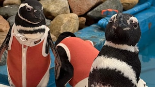 Penguins Wear Protective Suits