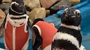 Penguins Wear Protective Suits