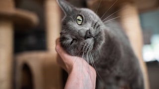 Cat Snuggles Against a Person's Hand