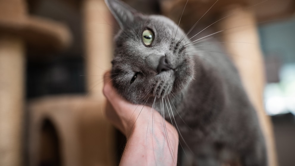 Cat Snuggles Against a Person's Hand