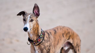 Up to 10,000 Spanish hunting dogs are abandoned or taken to animal shelters