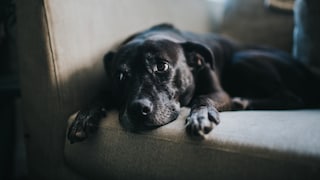 Is that just a pleading puppy-dog look, or is my dog actually sad?