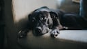 Is that just a pleading puppy-dog look, or is my dog actually sad?