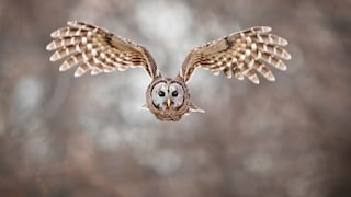Owls are generally considered peaceful animals. However, in 2016, there were several attacks on people in Oregon.