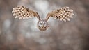 Owls are generally considered peaceful animals. However, in 2016, there were several attacks on people in Oregon.