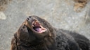 A fully grown brown bear can weigh up to 1,210 pounds.