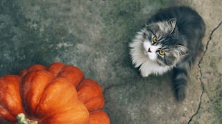 This fall decor is a staple in many households. However, it could be dangerous for pets.