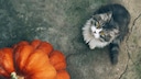 This fall decor is a staple in many households. However, it could be dangerous for pets.