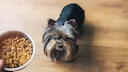 Have you ever considered feeding your dog a vegan diet?