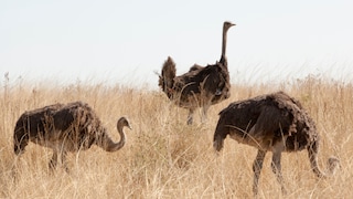 Do ostriches really bury their heads in the sand when danger approaches, or is this just a myth?
