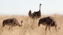 Do ostriches really bury their heads in the sand when danger approaches, or is this just a myth?