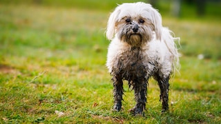 Have you ever wondered why your dog seems to find the greatest joy in the most disgusting things?