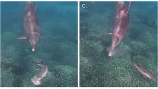 Dolphin Bubbles chases a fish until it throws up