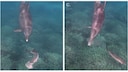 Dolphin Bubbles chases a fish until it throws up