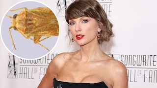 Taylor Swift Inspires Name for New Insect Species