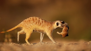 A meerkat carries a pup in its mouth