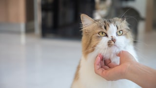 Cat Gets Petted