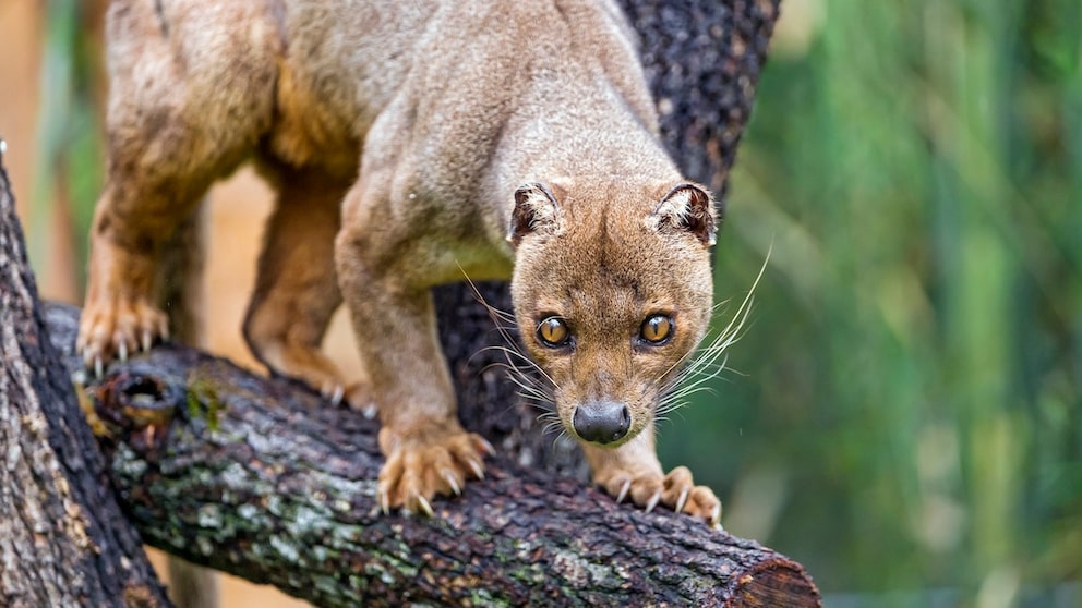 Fossa