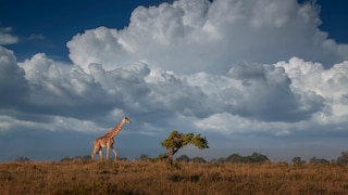 A Giraffe in the Savanna