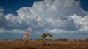 A Giraffe in the Savanna