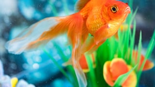 Goldfish