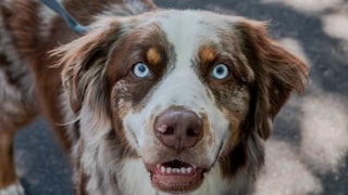 Dog Looks Into the Camera