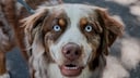 Dog Looks Into the Camera