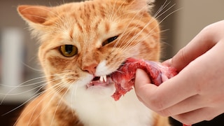 Cat Chews on Raw Piece of Meat