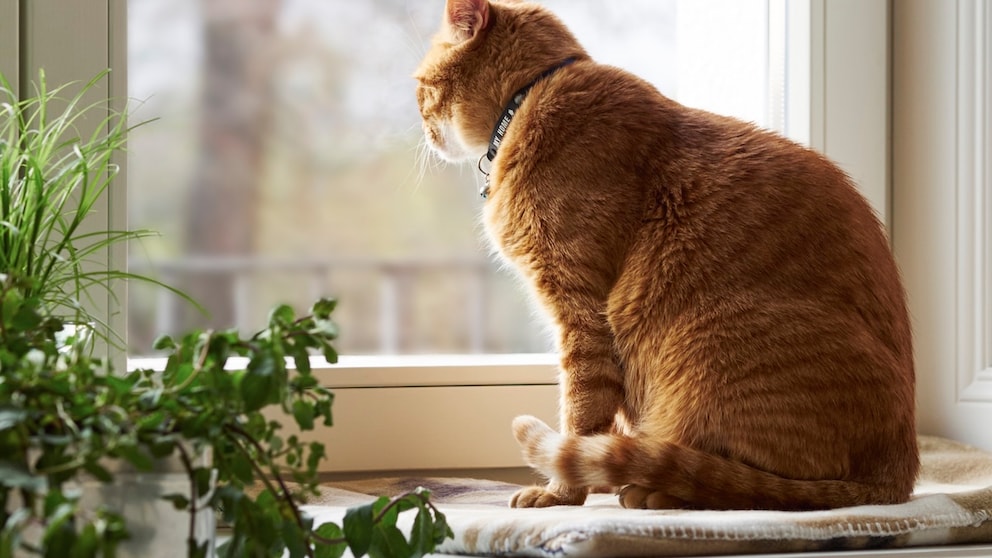 Orange cat sits at the window