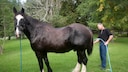Shire Horse