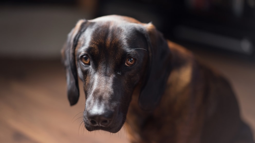 Labrador Looks Sad