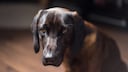 Labrador Looks Sad