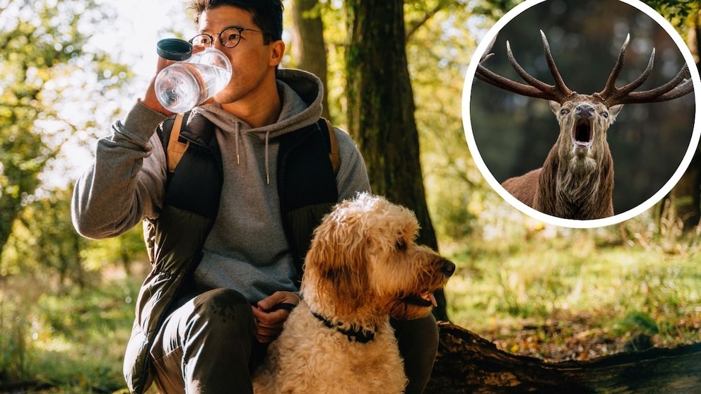 During mating season, dog owners should pay special attention to certain things, advises PETBOOK author and dog trainer Katharina Marioth.